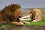 Лъв и лъвица
