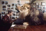 Лъв и мъж заедно в кабинета на мъжа