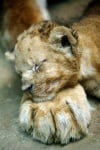 Лъвче спи на лапата на майка си