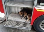 Майка спасява кученцата си от пожар
