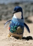 Малък пингвин с пуловер