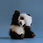 Малка панда