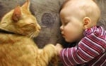 Малко бебе с голяма орнажева котка, плюсове на котките