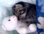 Малко котенце спи с плюшена играчка