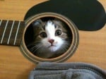 Малко коте в китара