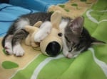 Малко коте спи с плюшена играчка