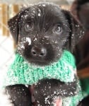Малко кученце на снега