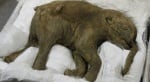 Лондонския исторически музей ще посрещне мамут на 42 000 години