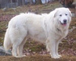 Маремано-абруцко пастирско куче
