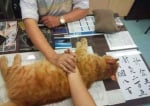 Медици работят с котка като най - добър асистент за измерване на пулс