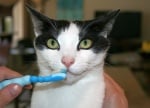 Миене на зъбите на котката