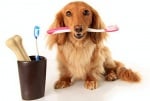 Миене на зъбите на кучето