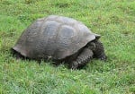 Слонските костенурки в Галапагос също мигрират