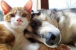 Мир и любов между кучета и котки - мисията е възможна (снимки + видео)