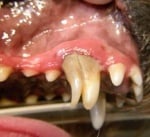 Млечни зъби при кучето
