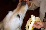 Могат ли кучетата да ядат банани