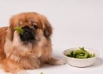 Могат ли кучетата да ядат грах