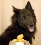 Могат ли кучетата да ядат картофи