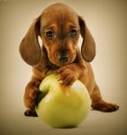 Могат ли кучетата да ядат ябълка