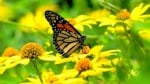 Красотата на една пеперуда