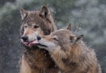 Моногамно семейство вълци