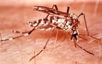 Морфология на комарите