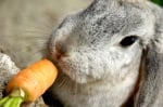 Морковите – вредни за зайците