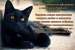 27 Октомври - Национален ден на Черната котка