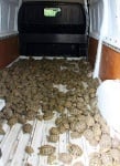 Над 1000 защитени костенурки в изоставени чанти бяха открити на сръбската граница