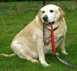 Наднормено тегло - основният проблем при възрастното куче