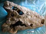 Открити са останки на най - големият крокодил намиран досега