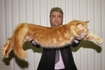 Най-голямата котка