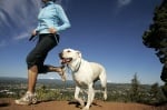 Най - подходящите породи кучета за хора, които обичат да тичат