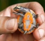 Най - причудливите костенурки в света