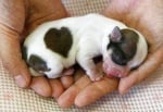 Най - сладките бебенца животни по света (първа част)