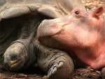 Най - странното и силно приятелство между бебе хипопотам и 130-годишна костенурка