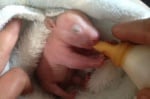 Намерено и спасено бебе вомбат