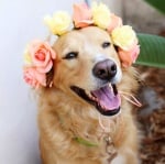 Направете красива корона или гердан от цветя за вашето куче