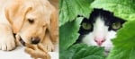 6 натурални аналгетика за кучета и котки