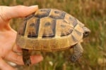НЕ спасявайте костенурки от дивата природа, призовават природозащитници