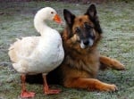 Нежността на една гъска превръща агресивна немска овчарка в игриво куче
