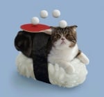 Котка вместо риба върху ориз за суши - древна японска мъдрост за състраданието