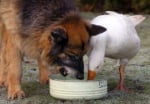 Немска овчарка и гъска се хранят заедно