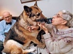 Немска овчарка спасява възрастна двойка по най - героичния начин