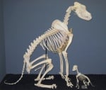 Скелет на Немски дог и Чихуахуа