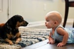 Непородисто куче с бебе