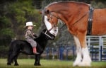 Невероятните мини коне - малки, умни, силни!