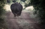 Носорог тича