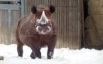 Носорог в снега