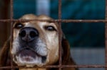 Природозащитници изграждат приют за бездомни кучета и котки в село Мало Конаре